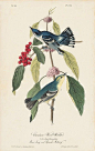 Octavo First Edition, circa 1839, Plate: 86 Cerulean Wood Warbler: 