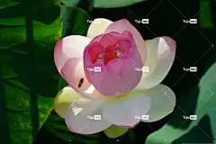 莲花 池塘 桌面背景 自然 夏天 花卉背景 大自然 高清壁纸