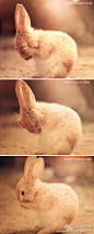 超级幽默精选：一只兔子为你演绎：不看，不听，不说！