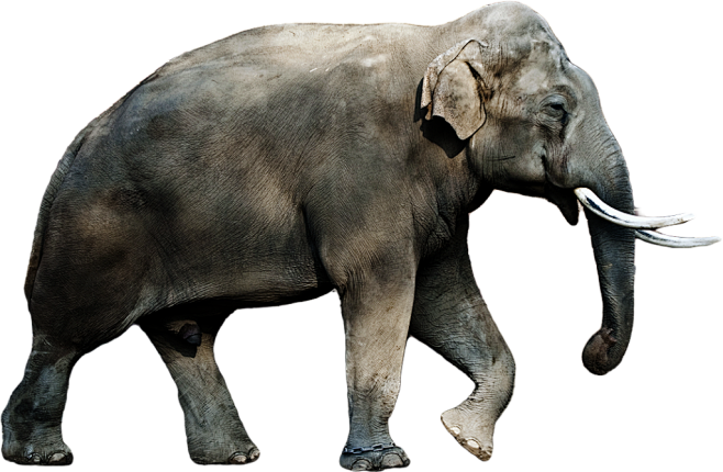 elephant png