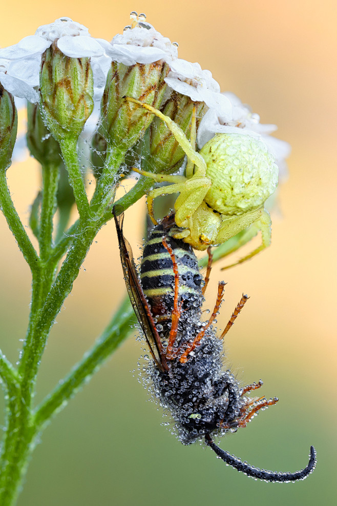 310)Wasp for breakfast