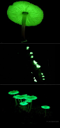荧光小菇（Mycena chlorophos），它们是一种非常稀有的植物，它又名为 “荧光蕈”，又叫蚂蚁路灯。如你所见，它们在黑夜中会发出幽绿色鬼火一般的光芒。墓地中夜晚的磷火，也是这种幽幽的亦幻亦真的明绿色，于是当有人在夜晚的树林中发现这股诡异的绿光的时候，把它们当成了鬼火。由于夜晚时荧光蕈的样子很像水母，故又有人称为绿色陆地水母。通常在雨季出现在日本和巴西的森林中，和它们同样闪闪发光的孢子一起布满地面。树干的根部、掉落的树枝、堆积的树叶和潮湿的泥土为这种蘑菇提供了绝佳的生长环境。