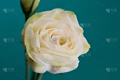 仅一朵花,白色,绿色背景,可爱的,贺卡,一个物体,彩色背景,壁纸,植物,日本