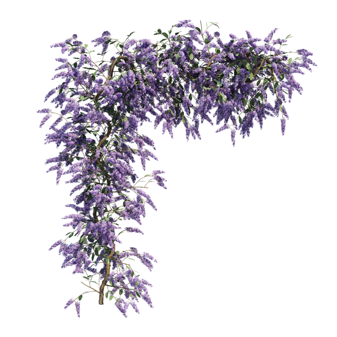 紫藤花 (14)