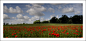 Suffolk Poppies | 相片擁有者 -terry-