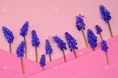 麝香花花卡。葡萄风信子，杏黄蘑。紫色麝香猫在粉红色条纹几何背景。花卉图案。春天的花。漂亮的背景