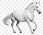 PNG Horse animal transparent background