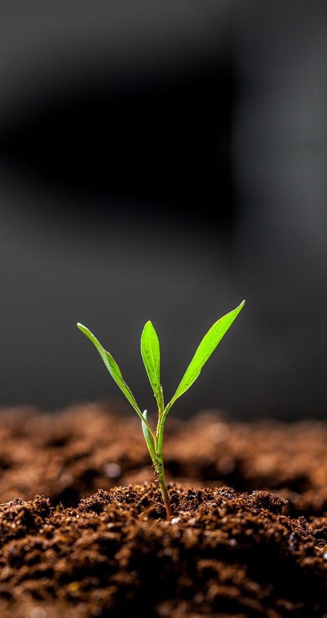 植物 破土而出