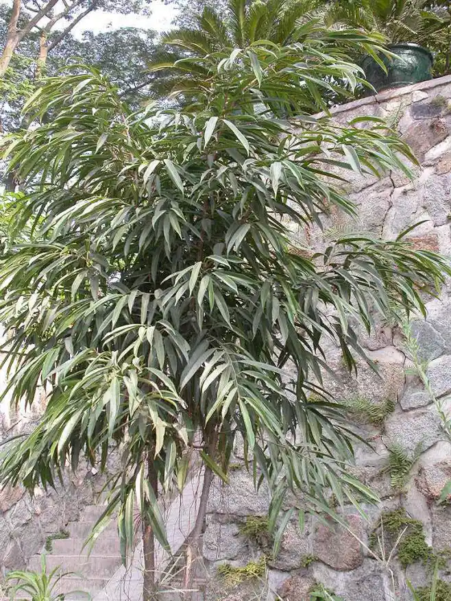 竹叶榕-花瓣网