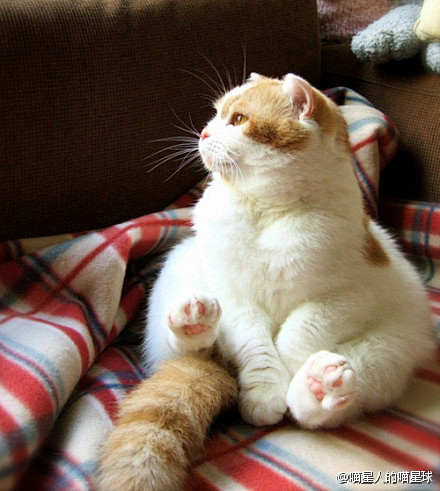 一只肉球猫