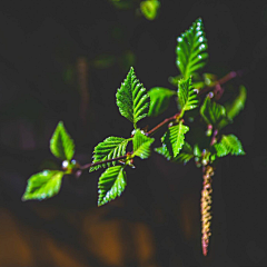 木若君采集到花卉