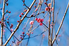 晴朗天气下西溪湿地盛开的梅花图片下载