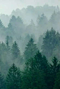 森林，迷雾 : 寂静的森林，弥漫的雾气，这是一个在沉睡中的世界。
