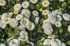 白Bellis perennis双胞胎。英国雏菊花的家，公园，花园，阳台。背景,壁纸