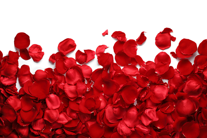 红色浪漫梦幻玫瑰花瓣高清特写