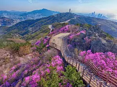 亚洲韩国釜山的黄陵山春花盛开