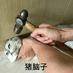 【猫猫表情包】猪脑子