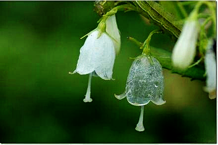 在日本本州岛北部有这么一种花，淋雨后会变...