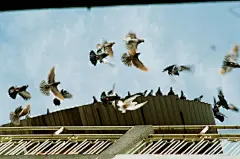 鸽子高清摄影素材