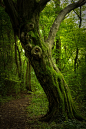 stephiramona:

Green

persist3nt-imp3rfection:

ღ
