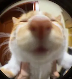 有没有如此的小猫表情包or头像_与月亮知悉_来自小红书网页版