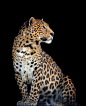 凶猛的豹子动物高清摄影图片
