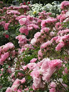 2019年6月中旬，伊丽莎白女王公园玫瑰花园，精致的粉色皇家博尼卡玫瑰