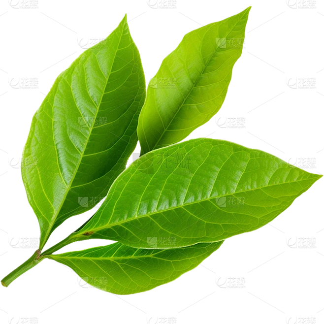 通用绿色树叶植物叶子元素贴纸素材-花瓣网