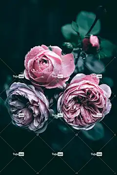 玫瑰 玫瑰花 花 植物 花瓣 盛开 开花 花壁纸 自然 特写