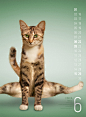 Amazon.co.jp: Yoga Cats 2014 : 文房具・オフィス用品