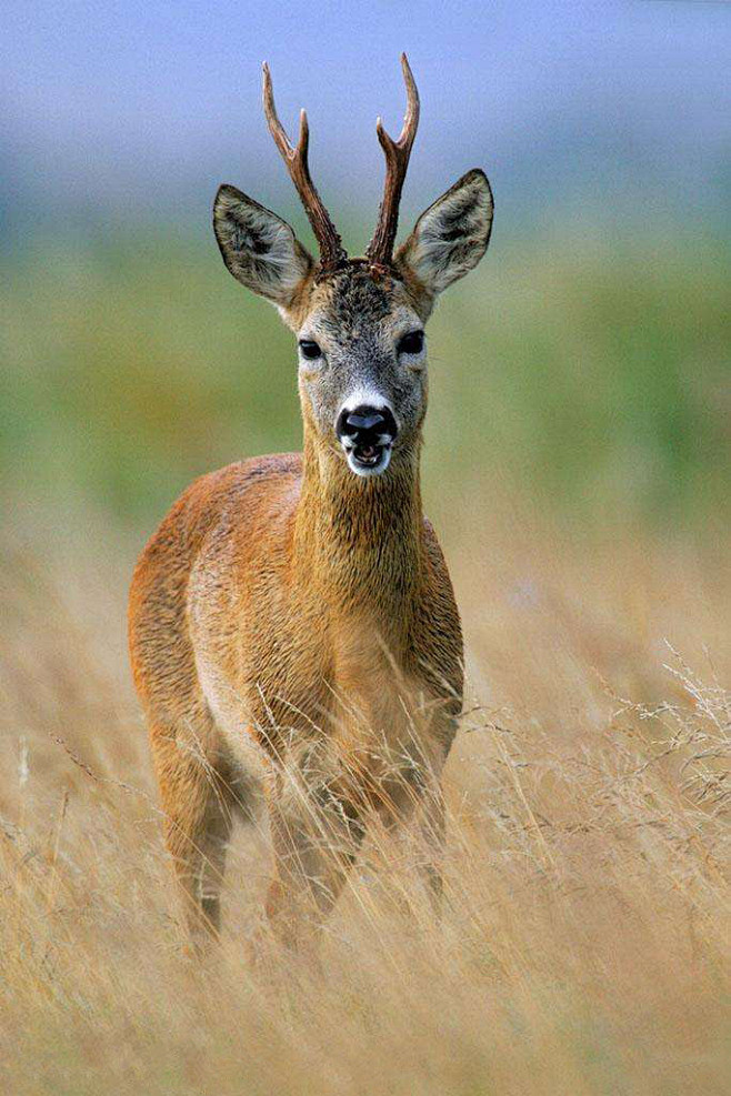 偶蹄目反刍亚目鹿科西方狍