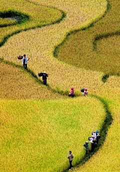 刺猬小小的采集到文旅景观、大地农业景观