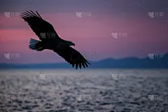 白尾鹰在飞翔，在日本北海道粉红色的天空中飞翔的鹰，日出时的鹰的剪影，雄伟的海鹰，野生动物的景象，壁纸