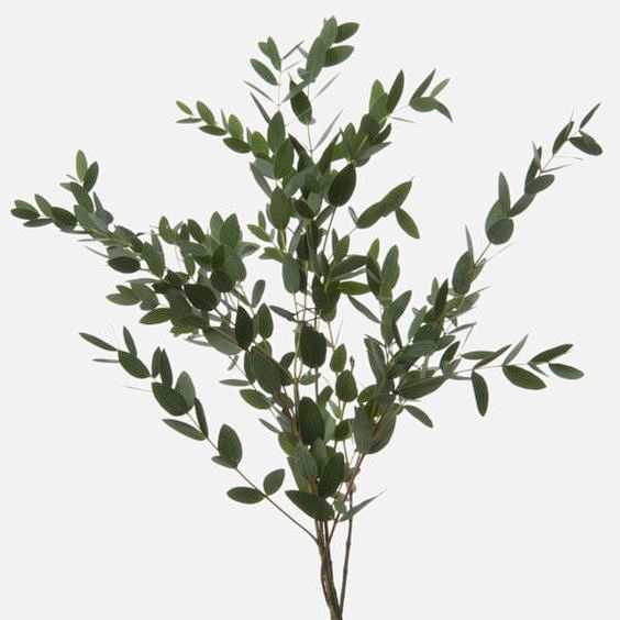 parvifolia eucalyptu...