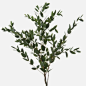 parvifolia eucalyptus (similar to gunnii)