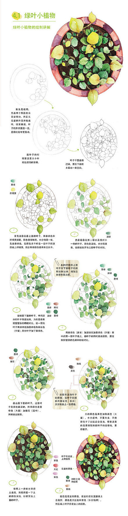 各种植物的水彩插画教程｜来自《水彩绘森活...
