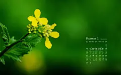 2012年12月宽屏日历桌面壁纸 1440x900