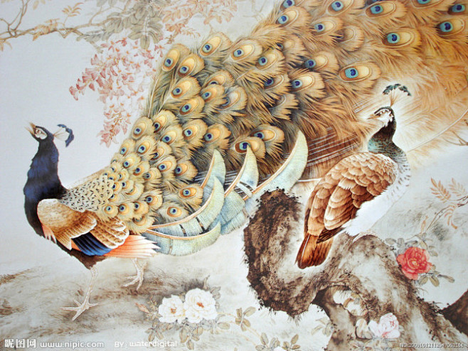 【工笔画——孔雀】