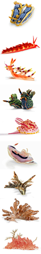 Some of the many branches of the nudibranch family tree. Photography by David Doubilet