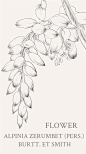 艳山姜Alpinia zerumbet (Pers.) Burtt. et Smith .别称艳山红、草寇、月桃、玉桃、虎子花及熊竹兰等。@curry100