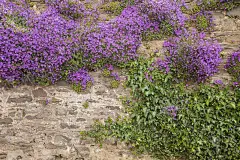 紫花石墙