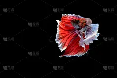捕捉白色暹罗打斗鱼孤立在黑色背景，Betta splendens，给阿拉伯人的礼物，泰国文化活着，给