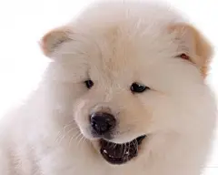 可爱的松狮犬桌面高清壁纸桌面壁纸1