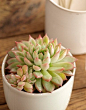景天科拟石莲花属【女雏】Echeveria cv. Mebina 淡绿色的叶子在秋冬的时候会在叶尖呈现绮丽的粉红色。放置在干燥的地方的话颜色会更加鲜艳美丽。每月浇1~2次水，无孔容器需将容器倾斜倒出多余的水分。由于植物在夏天会停止生长，因此在阳光不强的遮光处种植，并且控制浇水。
