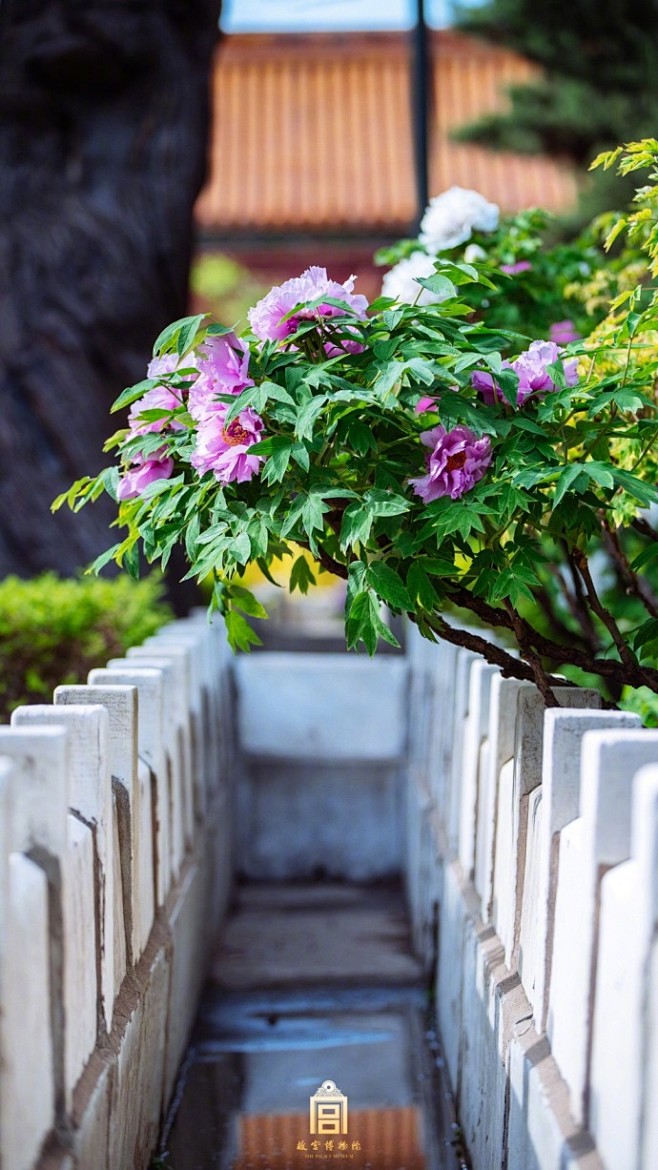 #爱上这座城#满园宁翠，牡丹潜红，春意如...