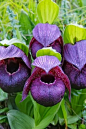 Cypripedium Tibeticum Orchids