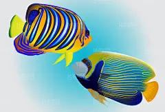 海底海洋生物海洋鱼类热带鱼多彩鱼类菜谱手绘插画ai矢量设计素材-淘宝网