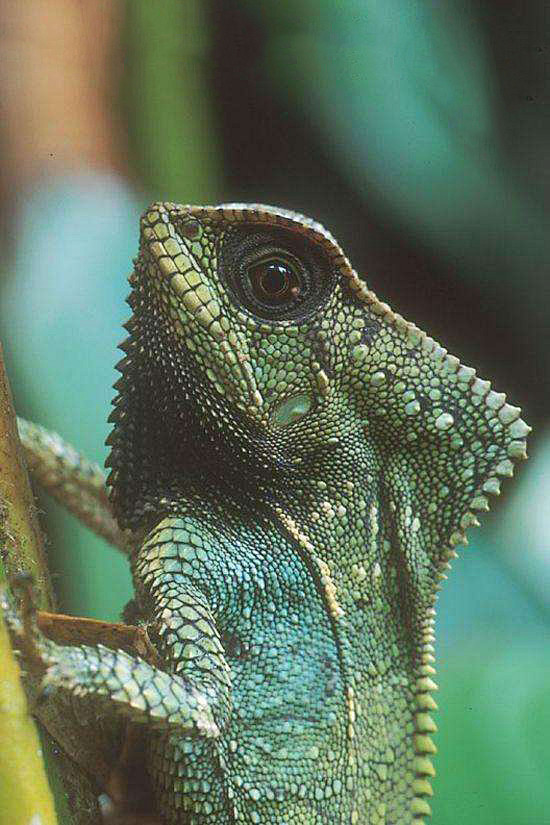 蜥蜴目美洲鬣蜥科盔蜥属海帆蜥