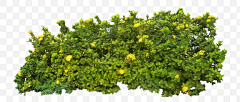 盖世辣妹采集到植物素材