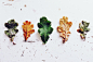 啾处机采集 -免费商用，戳源地址下载。
-
叶子, 橡树, 橡树叶子, 秋季, 落叶乔木, 出现, 秋天的落叶, 丰富多彩, 秋天的颜色, 着色
